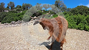 Goat in Greece, GoPro Full HD