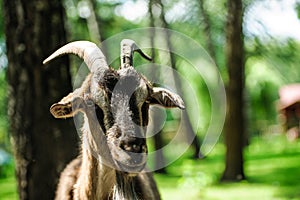 Goat on a green blurred background