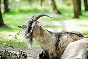 Goat on a green blurred background