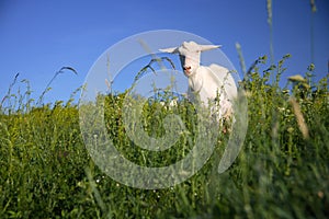 Goat on the green field