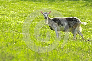 Goat in a Green Field