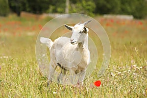 Goat in green field. Animal husbandry