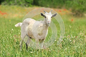 Goat in green field. Animal husbandry