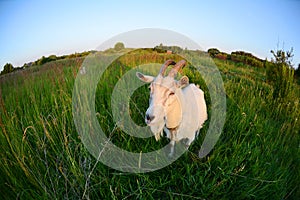 Goat in a green field. Funny Goat Photo shoot on a Fisheye lens