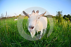 Goat in a green field. Funny Goat Photo shoot on a Fisheye lens
