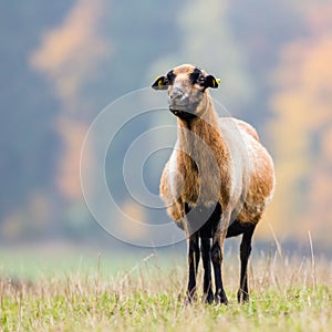 Goat on the green gras