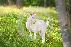 Koza na zelená tráva 