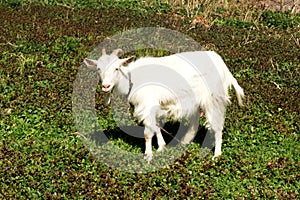 Goat on green grass. Goat with horns