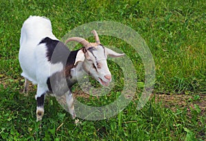 Goat green grass white farm animal rural livestock