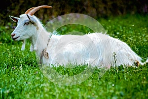 Goat on green grass photo