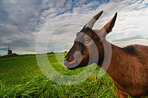 A goat on green meadow and a windmill