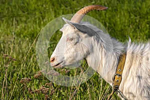 Goat on green summer meadow. Side view