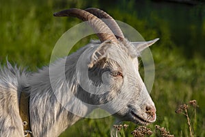 Goat on green summer meadow. Side view