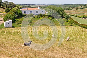 Goat group in a Farm in Vale Seco, Santiago do Cacem photo