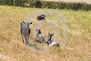 Goat group in Vale Seco, Santiago do Cacem