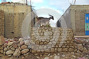 The goat in Hadibo, Socotra island, Indian ocean, Yemen
