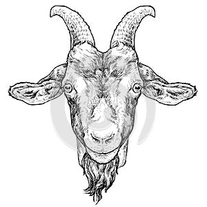 Goat hand drawn portrait. Vector illustration isolated on white