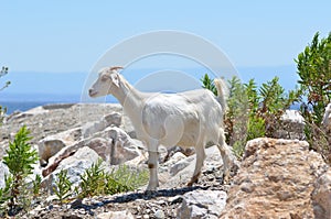 A goat having white feathers