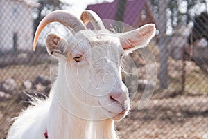 Goat head