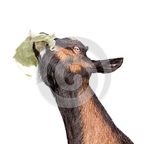 Goat head with cabbage leaf in mouth.