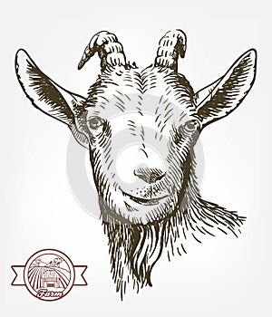 Goat head. livestock. animal grazing. sketch drawn by hand.