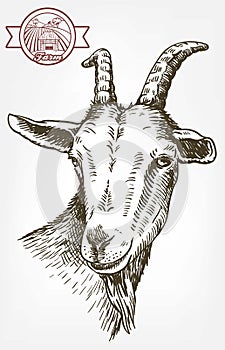 Goat head. livestock. animal grazing. sketch drawn by hand.