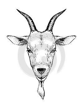 Goat head logo, hand drawing engraving stylization, farm animal, livestock products. Vector hand drawing illustration