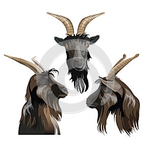 Goat head portrait front and side. Vector