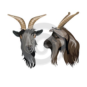 Goat head portrait front and side. Vector