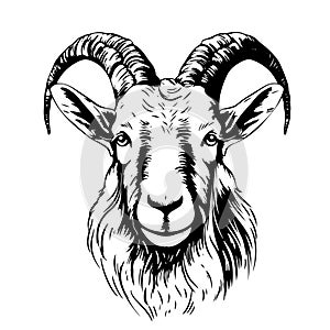 goat head vector