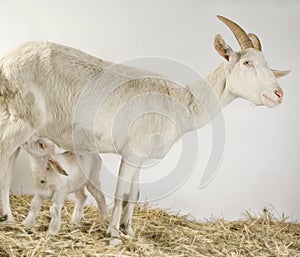 Goat and her kids