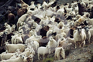 Goat herd