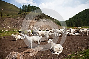 A goat herd in Altay, Russia photo