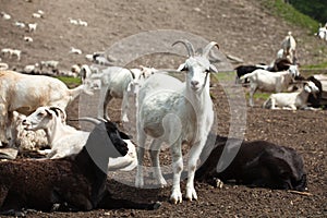 A goat herd in Altay, Russia photo