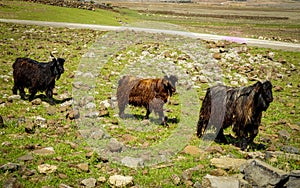 Goat herd Close up view