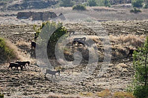 Goat Herd on the mountain h ills in C yprus