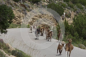 Goat herd moves along a road curving