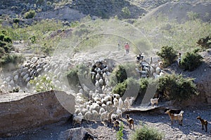 Goat Herd, Palomares, Andalucia