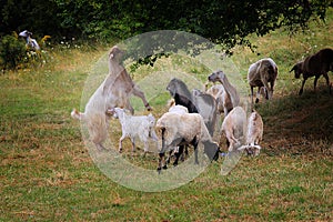 Goat herd the pass grass