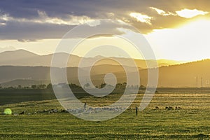 Goat herder with his goats in mountains at sunset