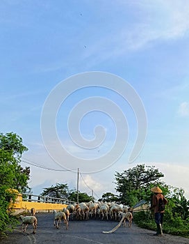 Goat herder, Kudus Indonesia photo