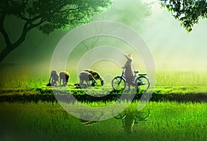 Goat herder by the rice land photo