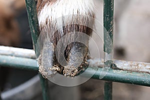 Goat hoof