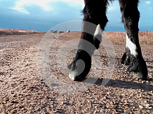 Goat hooves on dirt road