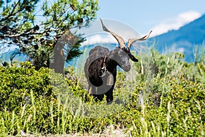 Goat with huge horns and bell on neck on the meadow, France