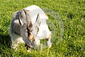 Goat on Icelandic farm eating grass