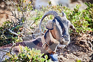 Goat on the island of Karpathos