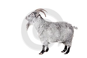 Goat Isolated On White