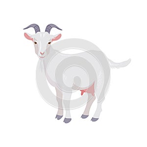 Goat isolated on white. Domestic farm animal. Vector