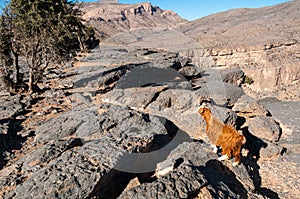 Goat in Jebel Shams Mountains, Oman photo
